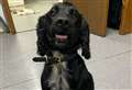 Police dog sniffs out two kilos of cocaine in drug raid