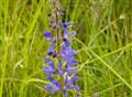 Probe after rare plants stolen from nature reserve