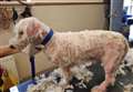 Dog with matted fur abandoned 