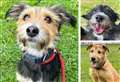 20 dogs in Kent desperate for a forever home