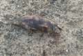 Dead porpoise found on beach