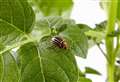 Farmers warned after ‘hitchhiking’ beetle posing ‘significant threat’ to potatoes identified