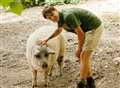 Rare breed pigs with a healthy appetite put to work 