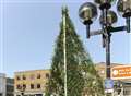 Topiary ships float on a sea of lavender in Dover's Market Square