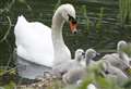 Dogs curb after slaughter of swans