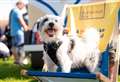 Huge dog show to get tails wagging