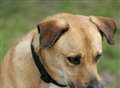 Increase in unwanted dogs in Kent