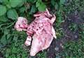 Dog walkers warned over mystery meat dumper 