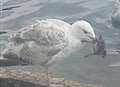 Signs erected to stop killer seagulls eating ducklings