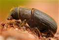 New measures to protect woodland from tree-ravaging beetle