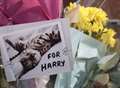 Tributes left after death...of neighbourhood cat