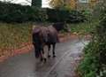 Horse on loose in road 