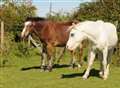 Guide pony leads the way for blind field mate 