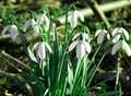 Celebrate the snowdrop