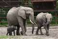 Kent's amazing elephant bone discoveries