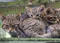 New arrivals rarer than Bengal Tiger and Giant Panda