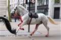 Military horse injured after bolting through London returns to service