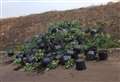 Pile of pot abandoned on industrial estate