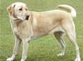 Largest Kent gathering of Labradors