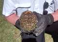 Children save hedgehog from prickly situation