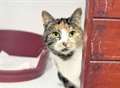 Recession increases number of cats needing homes