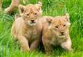 Adorable lion cubs born at Kent wildlife park