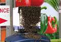 Thousands of bees find home in shopping centre