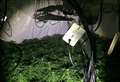 Cannabis farm unearthed