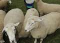 Vicious dog’s trail of destruction as sheep are mauled 