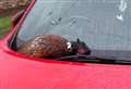 Shock as dead birds left strewn in street and on cars