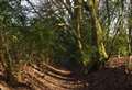 Ancient woodland brought into public ownership thanks to donations