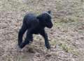 Rare black lamb birth an Easter miracle