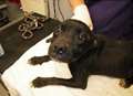 Cruel dog-sitter left staffies in squalor