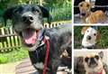 20 dogs in Kent desperate for a forever home