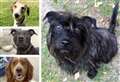 20 dogs in Kent desperate for a forever home