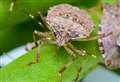 Fruit-ruining stink bug 'could cost us millions'