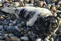 Skinny seal pup recovering well