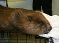 Dam! Beaver's hiding place discovered