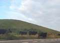 Police moo-ve cows off dual-carriageway