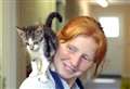 Neutering will help kitten problem