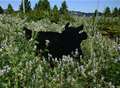 Roundabout cows and their minder are almost DROVER-grown