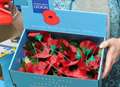 Poppy box stolen from church