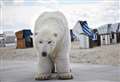 'Polar bear' will come to town