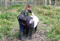 World's oldest Tapir dies