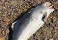 Porpoise found dead on beach