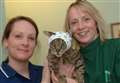 Donations flood in for tabby set on fire