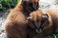 African wild cat kittens born at Devon zoo