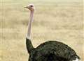 On-the-run ostrich ruffles feathers