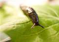 Is Kent set for slug invasion?