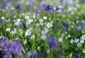 Chime in with spring's blooming bluebells